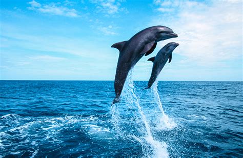 Top Places To Spot Dolphins In India Dolphin Destinations In India