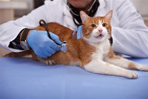 If your animal requires emergency veterinary care and you cannot afford treatment, contact nearby veterinary colleges that may have programs. When to Call an Emergency Vet, and How to Find One for ...