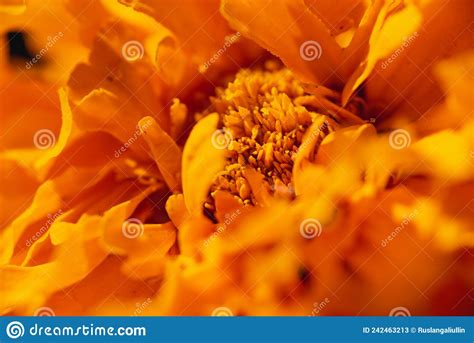 Macro Orange Marigolds For Screensavers Flower Background Stock Image