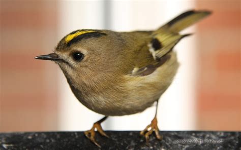 Goldcrest Bird Small Birds Wildlife