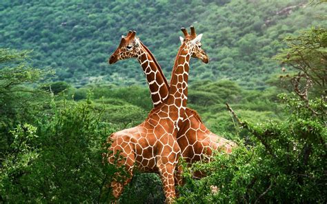 Animals Giraffes Nature Wallpapers Hd Desktop And