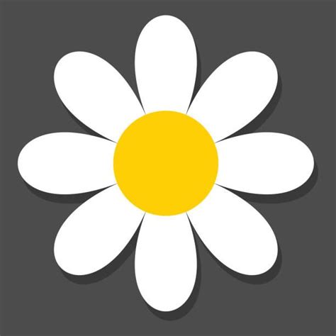 A White Daisy With Yellow Center On A Gray Background Illustration In