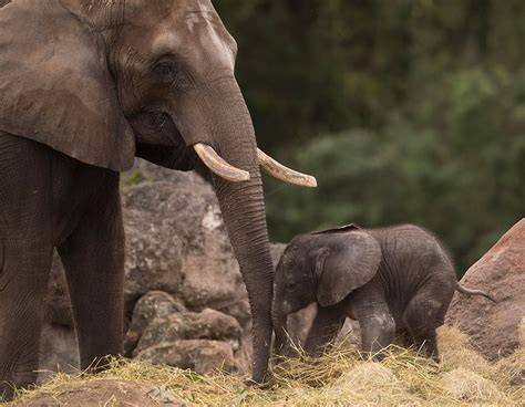 New Baby Elephant Calf Born At Disneys Animal Kingdom