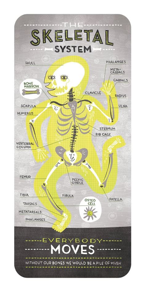 The Skeletal System Poster Etsy Skeletal System Anatomy Body
