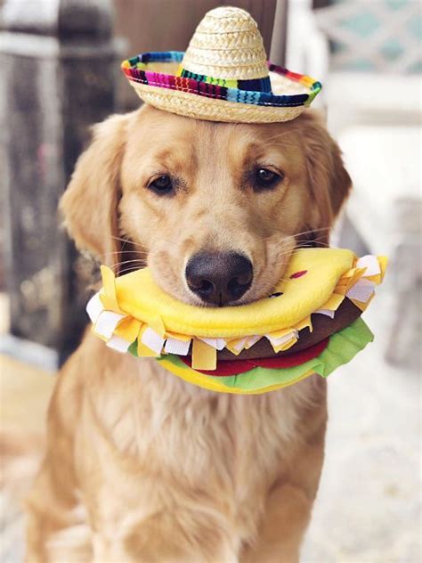 Mini Sombrero Dog Hat Straw Hat Mini Sombrero Fiesta Party