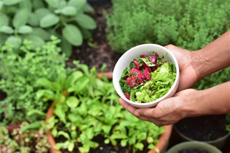 Will this be a vegetable, flower, or herb garden? Why planning your garden in the fall is a great idea ...