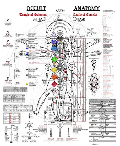 Layers of the heart wall A fascinating illustration of the occult anatomy of man ...