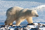 Oso Polar » Características, Alimentación, Hábitat, Reproducción ...