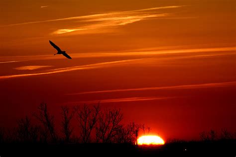 Bird Of Paradise Flying Over Sunset Photograph By Reva Steenbergen Pixels