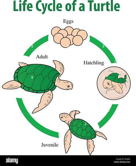Vector Illustration Of Turtle Life Cycle Stock Vector Art