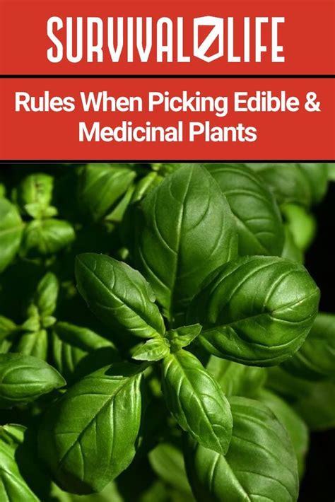 List Of Edible Medicinal Plants For Survival Survival Life