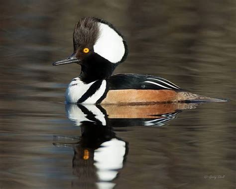 Male Hooded Merganser In Northern Minnesota Photo By Gerry Sibell