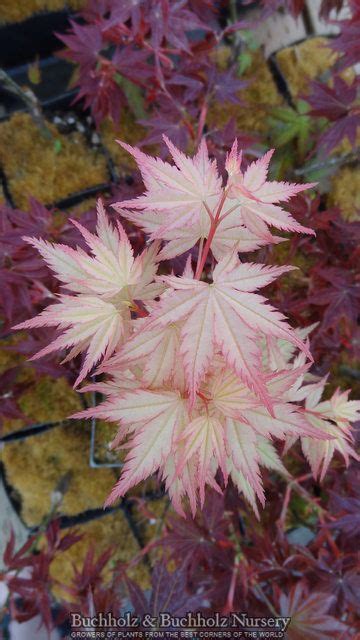 Acer Palmatum Coral Pink Spring Pink Japanese Maple Tree Japanese