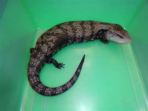 Blue Tongue Skink Adult Strictly Reptiles