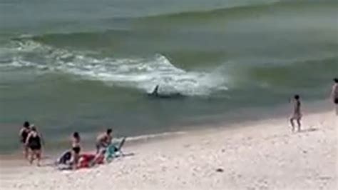 Massive Hammerhead Shark Chases Stingrays As Swimmers Flee Alabama