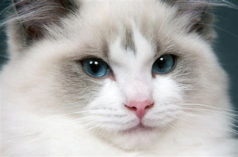 Ragdoll Cat Photos To Make You Need Huggable Kitty Lovetoknow