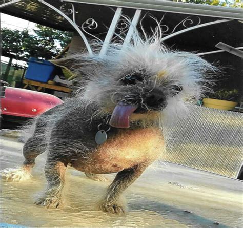 Meet The Adorably Ugly Pups Of The Worlds Ugliest Dog Competition