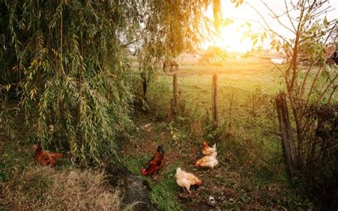 7 ways to start homesteading today an off grid life