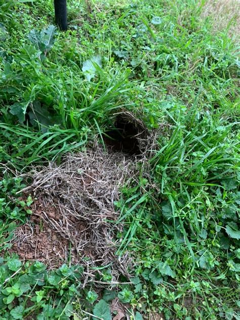 How To Keep Dogs Away From Rabbit Nest