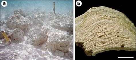 A Living Marine Stromatolites B Stromatolite Lamination In Cross