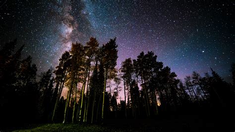 Download Wallpaper 2560x1440 Pine Forest Starry Sky Stars Night