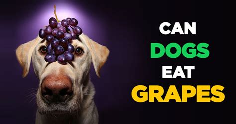 Can Dogs Eat Grapes Raisin The Alarm On Grape Toxicity In Pups