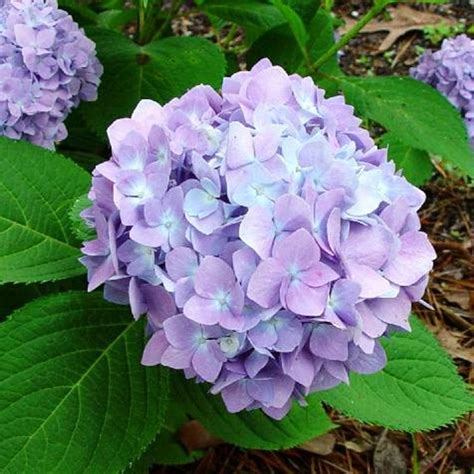 Mini Penny Hydrangea Plant Addicts