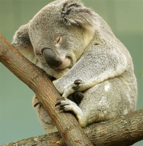 Sleeping Koala Stock Image Image Of Relax Bear Teddy 3442405