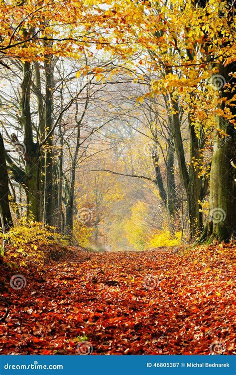 Autumn Fall Forest Path Of Red Leaves Towards Light Stock Photo