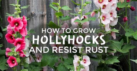 6 Tips For Growing Hollyhocks And Dealing With Rust Empress Of Dirt