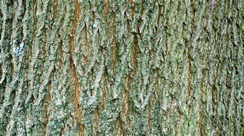 Sycamore Acer Pseudoplatanus Woodland Trust