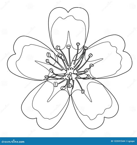 Cherry Blossom Adult Coloring Pages Coloring Pages