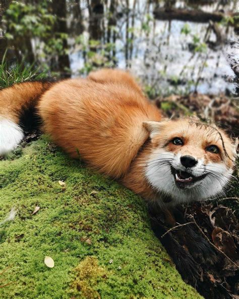 Happy Little Fox Raww