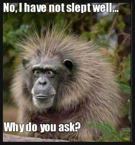 Didnt Sleep Well Snoring Sleep Sleepapnea 9gag Monkeys Funny