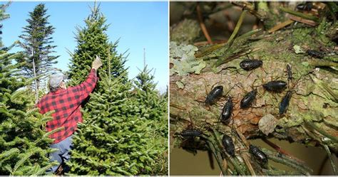Your Christmas Tree Could Be Crawling With Bugs Heres How To Protect