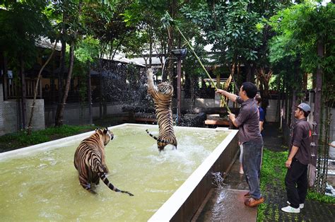 The Tiger Kingdom Zoo Phuket