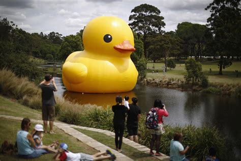 Giant Rubber Duck Sparks Sydney Festival[1] Cn
