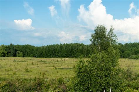Summer Landscape With Forest And Field Nature Of Russia Stock Photo