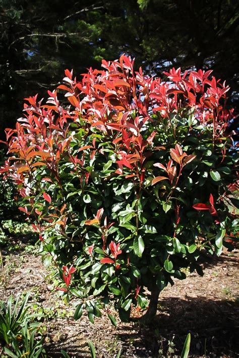 Red Fury™ Photinia For Sale Online The Tree Center