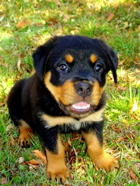 Alright, any puppy photo is cute, but this little saint weiler is so cute i can't stand it. #Rotty #pup | Chiweenie puppies, Puppies, Rottweiler lovers