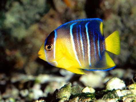 Angelfish Photo And Wallpaper Cute Angelfish Pictures
