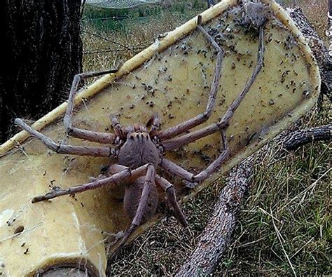 Insurgents, terrorists, and ieds are just some of the dangers that coalition soldiers have to worry about in iraq and afghanistan. Giant Viral Spiders: Dinner Plate-Sized Arachnid Captures ...