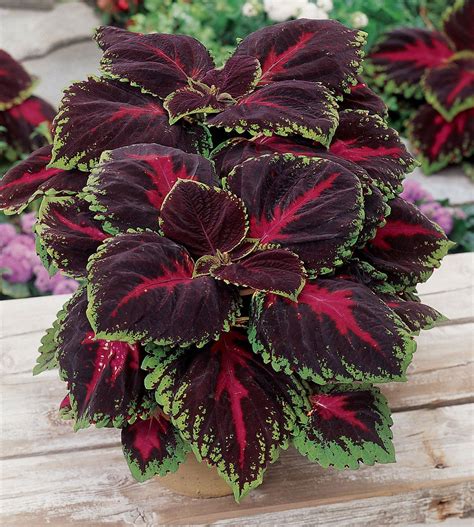 Tips For Growing Colorful Coleus Plants Foliage Plants Balcony Plants