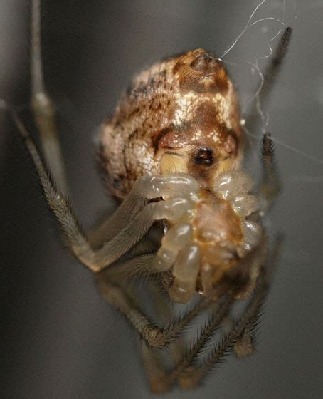 Female Common House Spider Parasteatoda Tepidariorum Bugguidenet