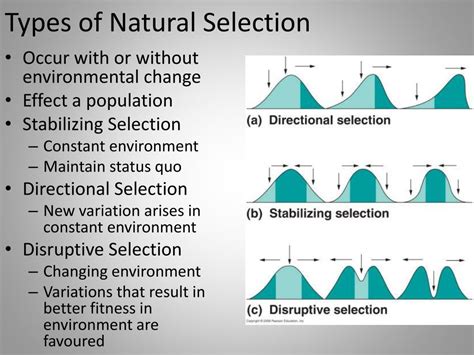 Ppt Natural Selection Powerpoint Presentation Free Download Id2842019