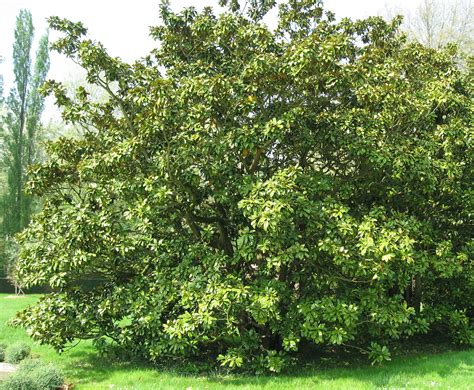 Filemagnolia Grandiflora By Line1 Wikimedia Commons