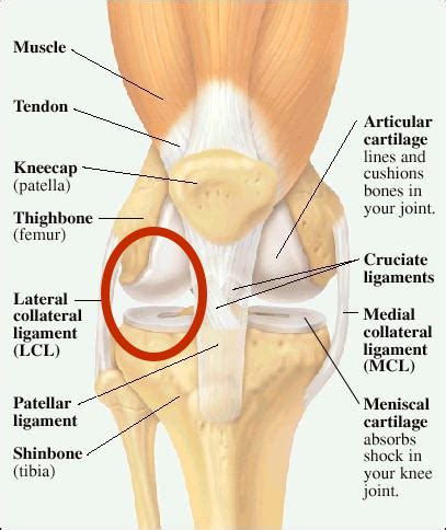 Medial Collateral Ligament Knee Anatomy Sexiezpix Web Porn