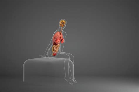 Human Internal Organs Of Person Sitting Photograph By Roger Harris