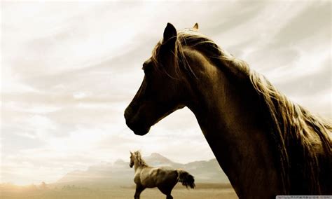 Horse Hd Desktop Wallpaper Widescreen High Definition
