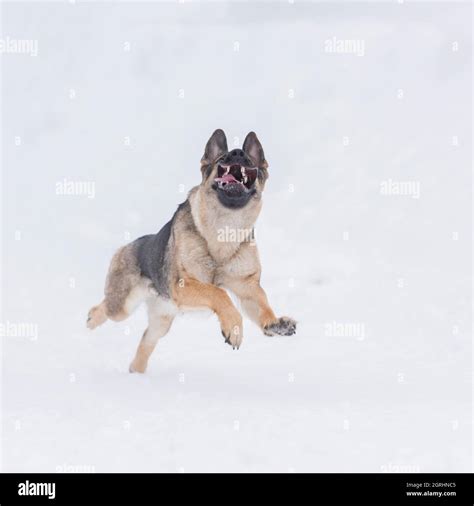 Running German Shepherd In The Snow Stock Photo Alamy